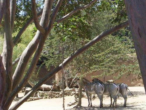 Phase 1の成功例：モデルが画像から動物園を正しく識別